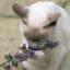 catmint's Avatar
