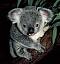 Koala's Avatar